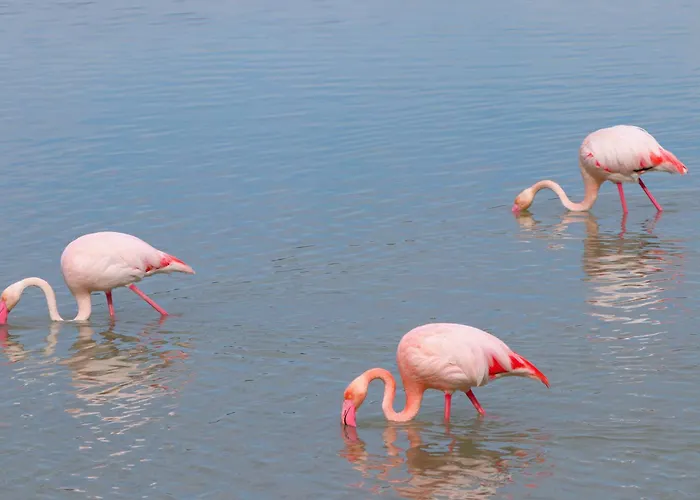 Casa El Oasis * Calpe